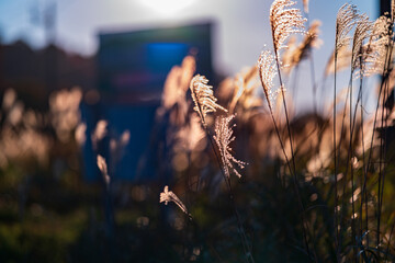 sunset in the grass