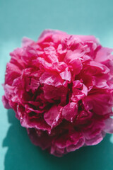 Close-up of frozen peony flower