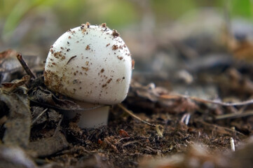 A close-up photo of wild mushrooms on a blurry background.