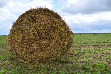 Making hay for the winter. Haystack in the field.