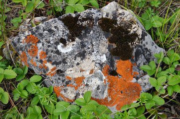 Moss, mold, mushrooms on the stone. Black, orange and white. Natural background. The texture of the stone with vegetation. Textured background