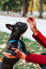 Cute French bulldog outdoors in the Park in autumn
