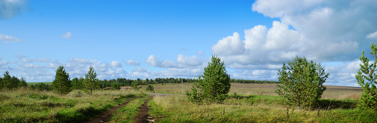 Fototapeta na wymiar Panorama. Picturesque sunny landscape with field, pine trees and blue sky with white lambs of clouds.