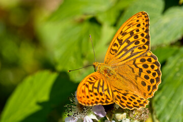 Silver-washed Fritillary butterfly (Argynnis paphia), male, Cabilla Woods, Cornwall, England, UK.