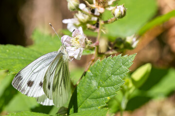 Green-veined White butterfly (Pieris napi)(summer brood female) nectaring on bramble flowers at Cabilla Woods, Cornwall, England, UK.