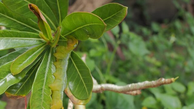 Vdo. view of a green Larvae of Oleander Hawk-Moth (Daphnis nerii) eating green leaf of desert rose with green nature blurred background.