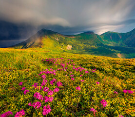 Fototapeta premium Dramatic overcast on Chornogora mountain range with Turkul peak on background. Blooming pink rhododendron flowers on Carpathian hills in June. Beauty of nature concept background..