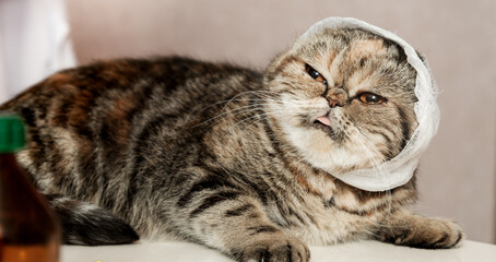 Vet clinic. Treatment of animals. Scottish cat sitting on a table and a bandaged head.Veterinary