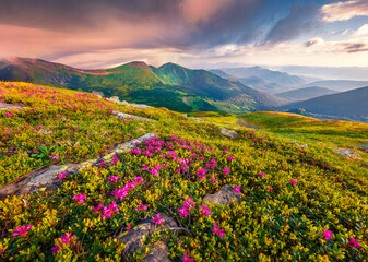 Stunning summer view of Chornogora mountain range with Dantsizh peak on background. Blooming pink...