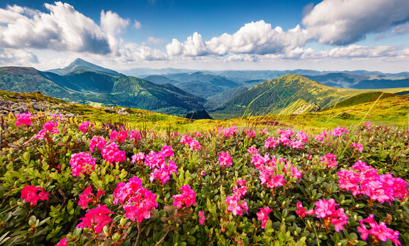 Blooming pink rhododendron flowers on the Chornogora range. Picturesque summer view of Carpathian mountains with highest peak Hoverla on background, Ukraine, Europe.