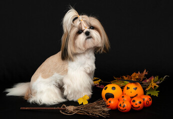a cute shih tzu dog with halloween citrus