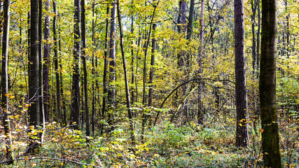 Fototapeta premium panoramic view of overgrown city park on sunny autumn day