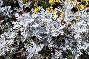 Senecio Cineraria Silver Dust (Silver Ragwort) plant close up in flowerbed on sunny autumn day