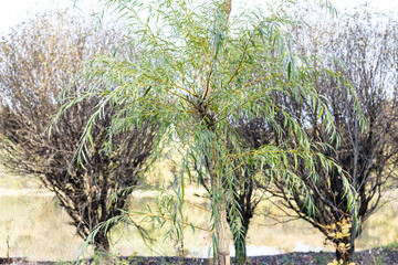 copse of young willows on shore of pond in city park on sunny autumn day