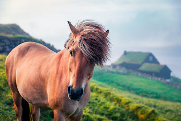 Horse on the pasture. Misty summer morning in Velbastadur village, Streymoy, Faroe Islands, Kingdom of Denmark, Europe. Traveling concept background.