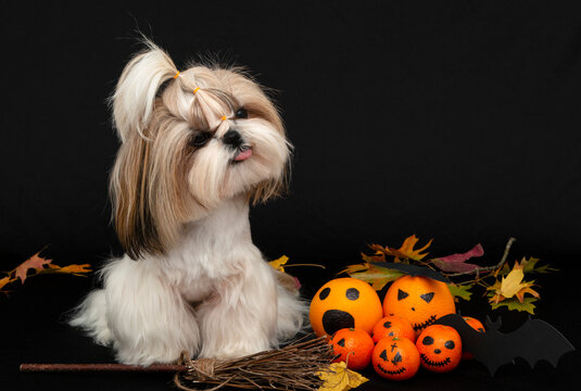 a cute shih tzu dog shows tongue with halloween citrus