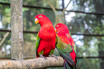 Two close-up Chattering lory parrots are sitting on a perch in an aviary in Kuala Lumpur Bird Park