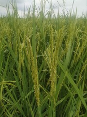 green paddy field in winter natural beautiful