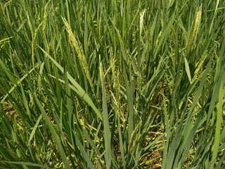green paddy field in winter natural beautiful