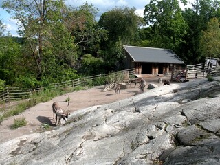 Stockholm, reindeer in Skansen Park