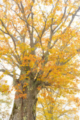 autumn tree in the park