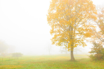 autumn tree in the fog
