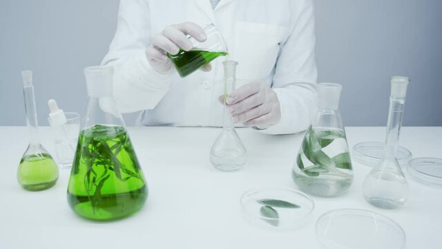 The technician mixes the green reagent with water in a flask. Study of medicinal properties of algae. Obtaining a medicinal extract from herbs. Production of natural cosmetics based on algae and herb.