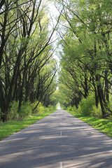 Fototapeta na wymiar countryside road in green spring forest