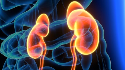 3d illustration of human urinary system kidneys with bladder anatomy