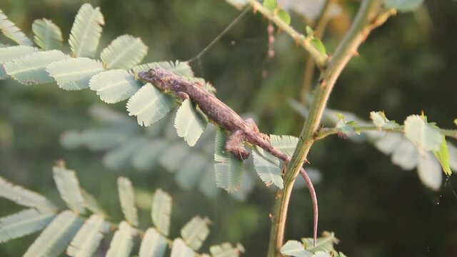 A green-gray-colored Toki Gecko (Gekko gecko) lurks on albizia leaf, lizard changes color and has protective coloration
