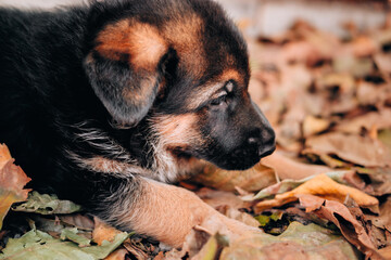 Purebred puppy resting on a walk. Young smart dog of service shepherd breed. Beautiful charming little black and red German puppy lies in the yellow autumn leaves in nature.