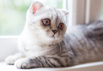 Naklejka premium gray striped scottish fold kitten on windowsill