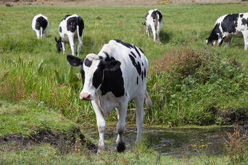 A cow crossing a shallow stream in Wareham, Dorset in the United Kingdom