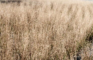 Background image of lush grass field