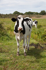 A cow stood in a field in Wareham, Dorset in the United Kingdom