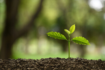 Young plant in the morning light on nature background
