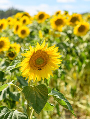 Fototapeta premium sunflowers in the field with one in front