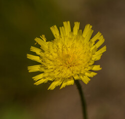 yellow catsear, flatweed, cat's-ear or hairy cat's ear (Hypochaeris radicata) flower (false dandelion)