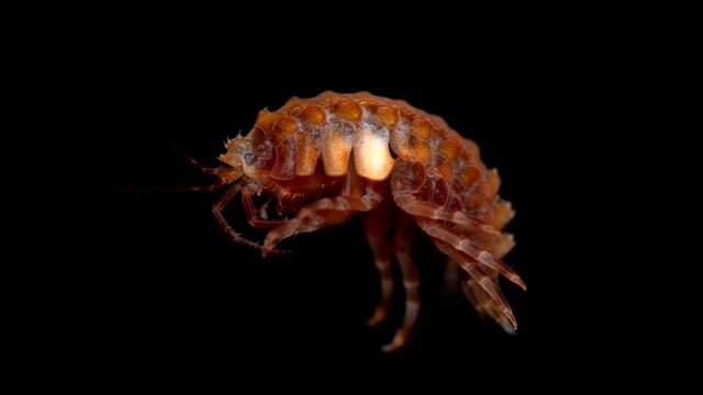 Amphipoda Brandtia lata under the microscope, family Acanthogammaridae, endemic species living on Lake Baikal. Has several spikes on the head, looks unusual