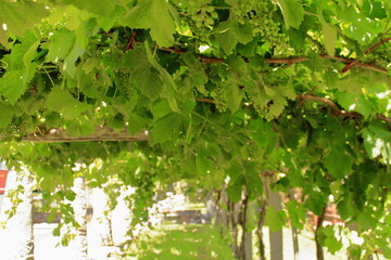 Italy, Asti. bunches of raisins Moscato wine grow in the vineyard