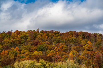 autumn landscape with trees