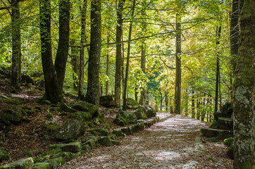 Obraz premium bosco in autunno