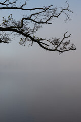 Vertical nature photography, foggy day in October. View of a wooden branch and mist. Natural background with copy space, place for text.
