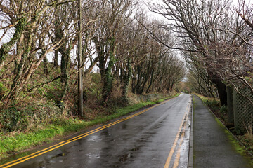 Carretera franqueada por árboles