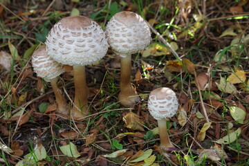 Essbare Parasol Pilze im Herbst bei Sonnenschein