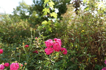 Blümchen in der Natur