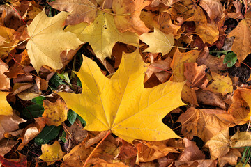 Bright yellow autumn maple leaf on the dried fallen leaves