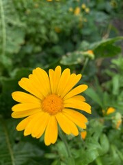 Obraz premium Yellow flower