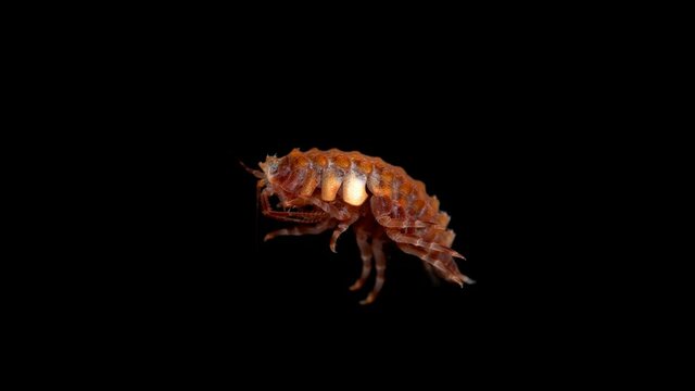 Amphipoda Brandtia lata under the microscope, family Acanthogammaridae, endemic species living on Lake Baikal. Has several spikes on the head, looks unusual