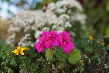 Obraz premium Blümchen in der Natur